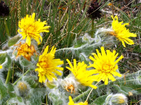 Monte Baldo - Hieracium sp.